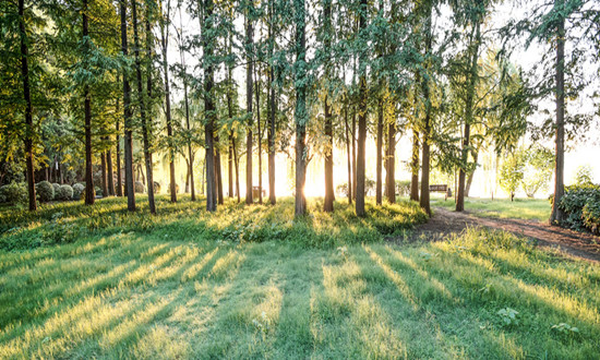 園林園藝行業(yè)市場發(fā)展機會及前景分析
