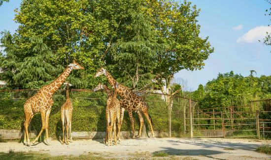 動(dòng)物園產(chǎn)業(yè)分析報(bào)告 動(dòng)物園產(chǎn)業(yè)現(xiàn)狀分析