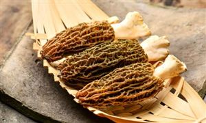 2024羊肚菌種植行業(yè)發(fā)展現(xiàn)狀及進(jìn)出口市場(chǎng)分析