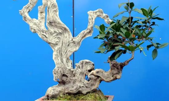盆景行業(yè)發(fā)展現(xiàn)狀趨勢分析：盆景購買力在于價值投資
