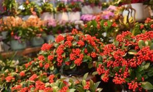 花卉種植行業(yè)發(fā)展前景及投資風險預(yù)測 數(shù)字化時代 花卉行業(yè)也需要緊跟步伐