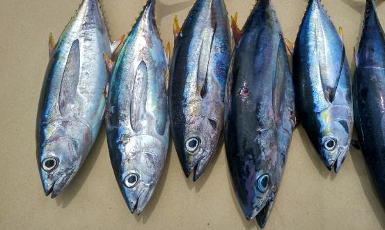 2024金槍魚產(chǎn)業(yè)發(fā)展現(xiàn)狀及供需格局、進出口市場分析