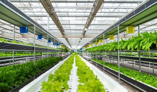 中國植物工廠行業(yè)市場調(diào)研及投資策略預測