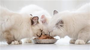 2024年中國寵物飼料市場細(xì)分領(lǐng)域現(xiàn)狀深度剖析與未來發(fā)展趨勢預(yù)測報告