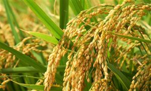 中國(guó)糧食行業(yè)深度分析：2024年糧食收購量預(yù)計(jì)8400億斤