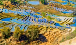 2025-2030云南特色農(nóng)業(yè)行業(yè)發(fā)展現(xiàn)狀前景及未來發(fā)展預(yù)測
