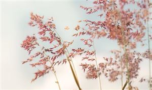 2025年北美植物基食品行業(yè)發(fā)展現(xiàn)狀與未來趨勢分析